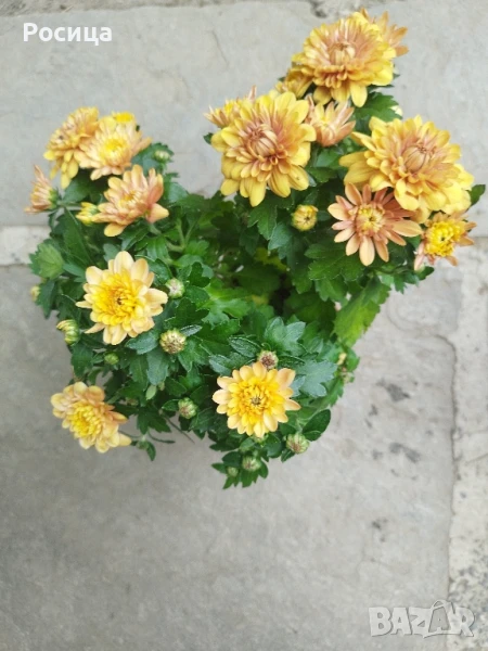 хризонтеми, снимка 1