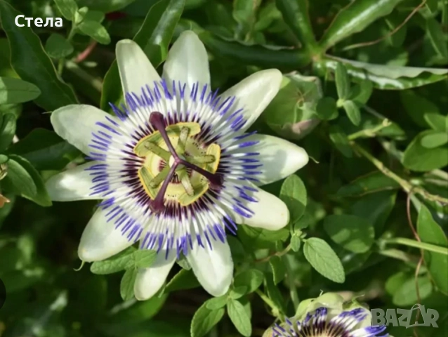 Пасифлора, бял Бенджамин, Сансевиера, мексиканска мента, Копривка 