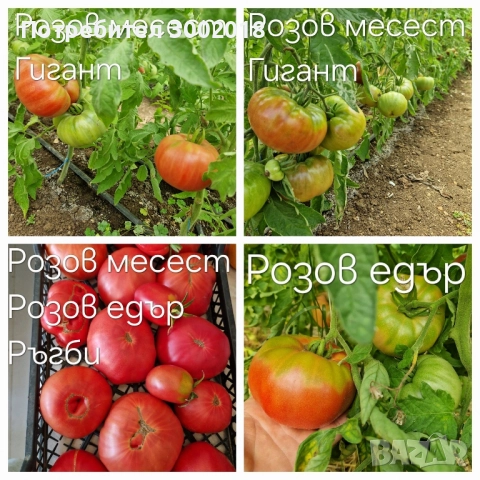 семена стари сортове , снимка 12 - Сортови семена и луковици - 51660347