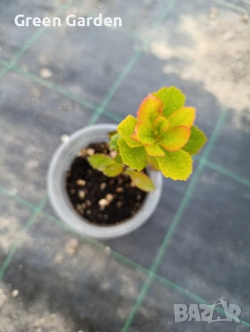 Ягодово дърво - Арбутус, снимка 2 - Градински цветя и растения - 49301373