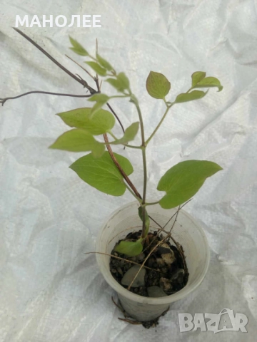 Клематис, снимка 2 - Градински цветя и растения - 52697426