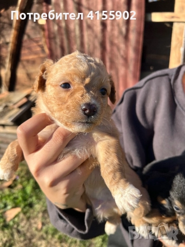 Кученца пинчер микс- дребни и сладки , снимка 5 - Пинчер - 52847028