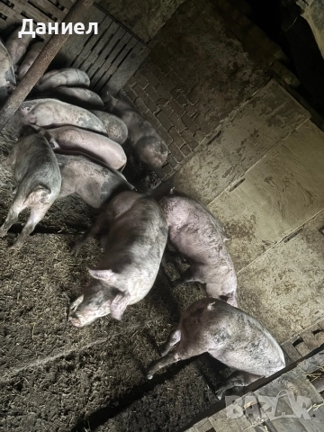 Прасета от 40до120кг