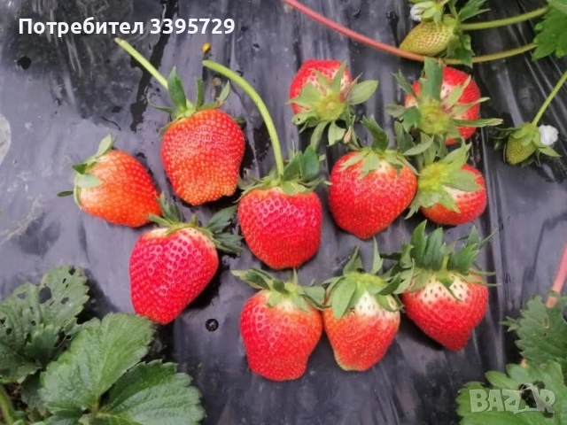 разсад за ягоди записвам за края на февруари цена 025€, снимка 10 - Разсади - 53407757