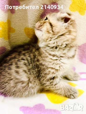 Британски и шотландски котенца. Златни и сръбрени чинчили, снимка 10 - Британска късокосместа - 53060932