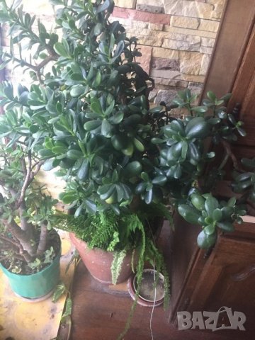 Дьрвото на живота , снимка 8 - Стайни растения - 26841668