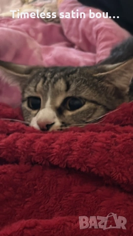 Подарявам мило игриво и гальовно коте, снимка 2 - Други - 53213333