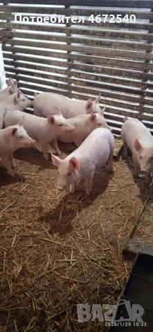 Продавам малки прасенца около20 кг.Цена по договаряне.Тел. 0888061650