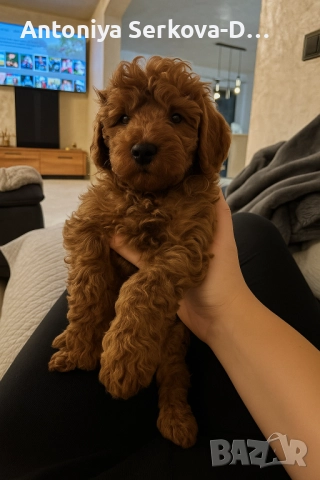 Poodle toy/Пудел той, снимка 2 - Пудели - 50806099