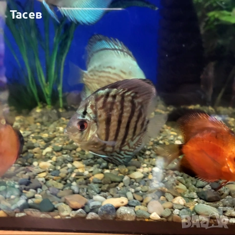 Дискуси 6-7см, снимка 4 - Рибки - 53232982