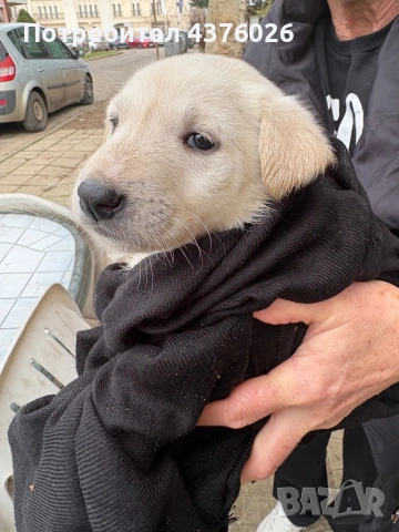 Намерено е малко кученце в Кранево 