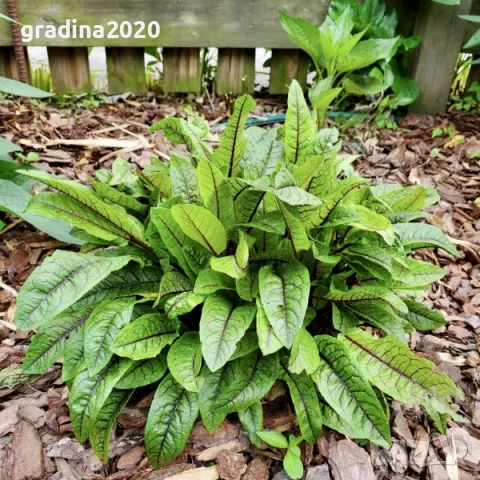     Кървав киселец, лапад