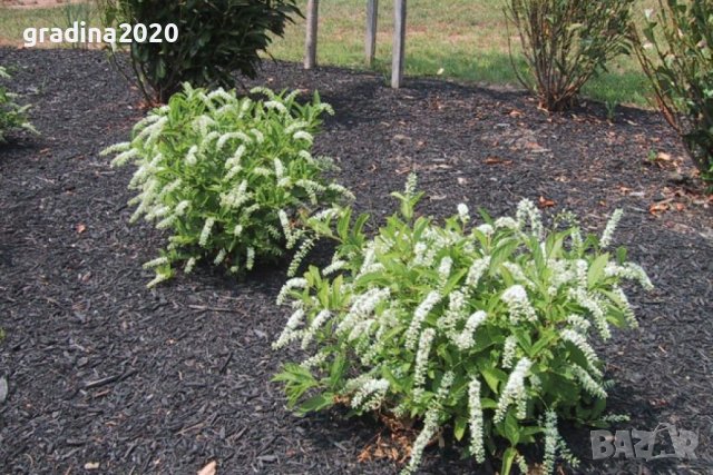 Итеа Виргиника(Itea virginica), снимка 8 - Разсади - 36835623