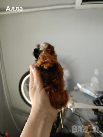 Две морски свинчета на 1 и 2 месеца