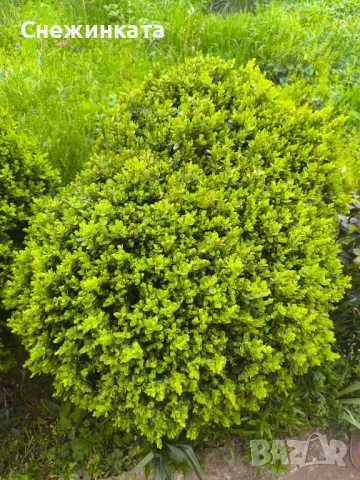 Чемшири- 30-100лв, снимка 8 - Градински цветя и растения - 49939319