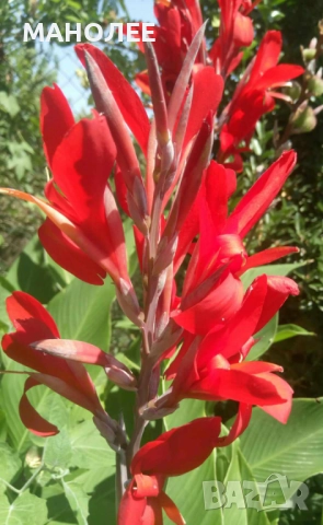 🌺🌺🌺Канна🌺🌺🌺