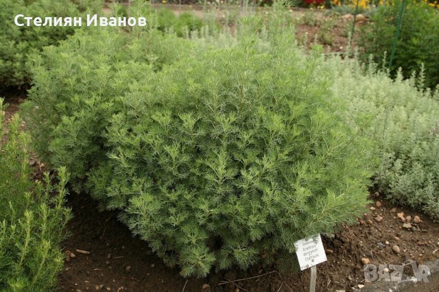 Лечебен пелин, храстовиден пелин (Artemisia abrotanum), снимка 1 - Градински цветя и растения - 37505802