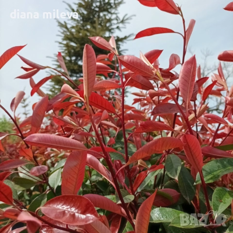 Фотиния Ред Робин, Photinia fr. Red Robin, снимка 4 - Градински цветя и растения - 49185099