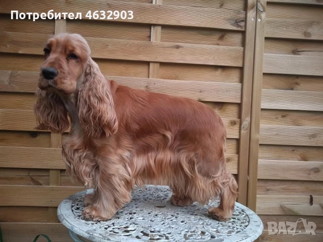 кокер шпаньол червен класически момче, снимка 8 - Кокер шпаньол - 52776611