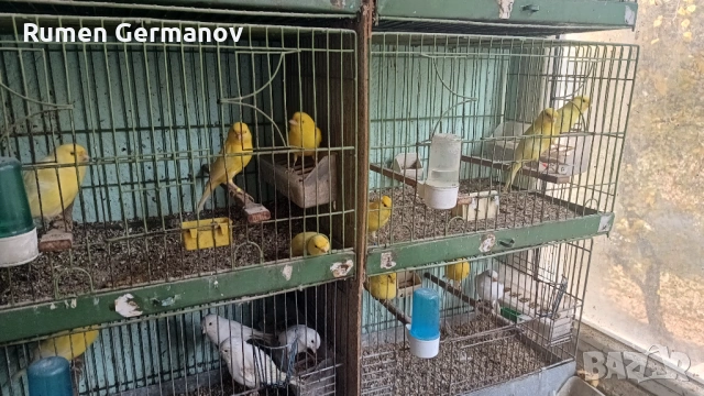 Продавам млади канарчета 2025г., снимка 8 - Канари - 52147318