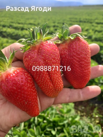 Предлагаме разсад ягоди, снимка 3 - Разсади - 53589069