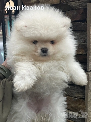 Померанче Женско , снимка 5 - Померан - 53356231