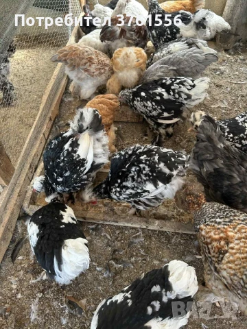 млади ярки и петлета, снимка 16 - Кокошки и пуйки - 51394383