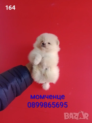 Прекрасен избор на Померанчета. Мъжки и женски Померани. Реални снимки от 12.01.26 г., снимка 15 - Померан - 53027724