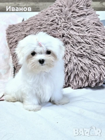 Малтийска болонка Мини момиче, снимка 1