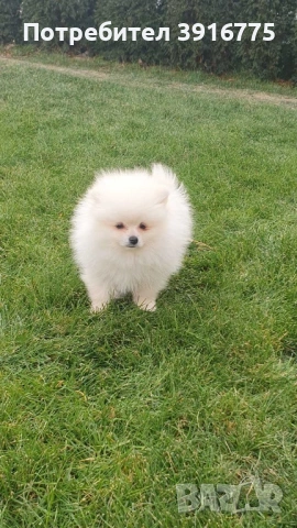 Померан 4-месеца, снимка 7 - Померан - 53490971