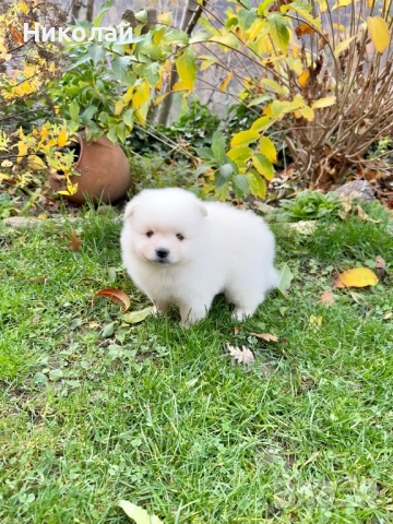 Померан момче със втора ваксина. Померанче, снимка 2 - Померан - 52548770