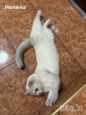 	🐱 Британска сребърна чинчила – на 1 г., с родословие, снимка 5 - Британска късокосместа - 52911149