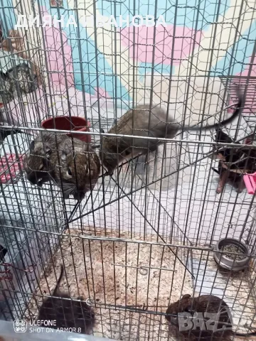 Катерички дегу, снимка 11 - Други - 48394298