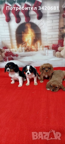 Кавалер кинг чарлз шпаньол , снимка 3 - Кавалер кинг чарлз шпаньол - 52612230