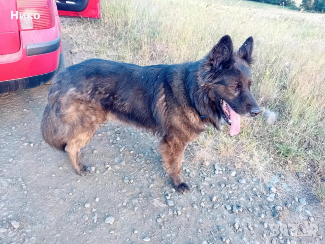Немски овчарки , снимка 11 - Немска овчарка - 52176583