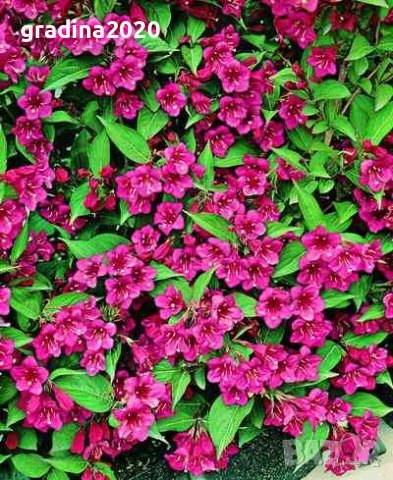 Вайгела  - Налични 4 вида, снимка 17 - Разсади - 42940747