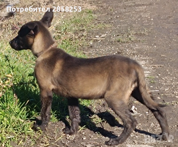 Белгийска овчарка малиноа , снимка 3 - Белгийска овчарка - 52813340