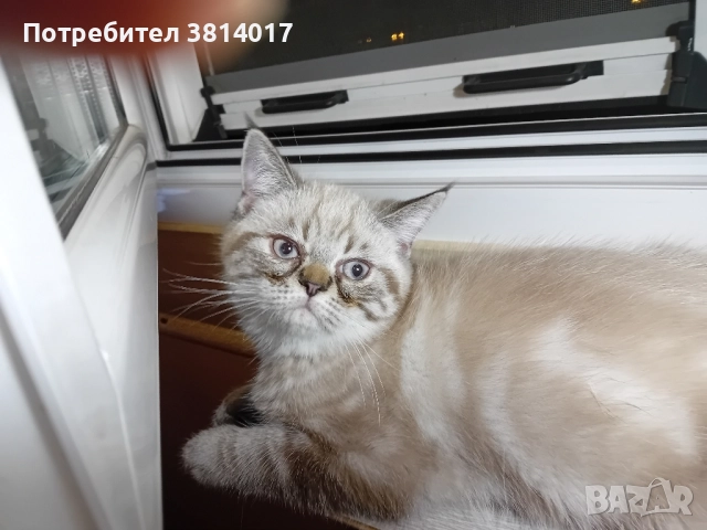 порода коте абесин на три месеца , снимка 3 - Персийска - 51734746