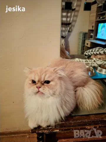 Персийски котки мъжки с родословие не кастрирани., снимка 1