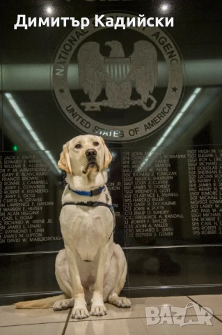 Разхождане на кучета