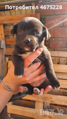 Подарявам кученца, снимка 3 - Други - 52798050