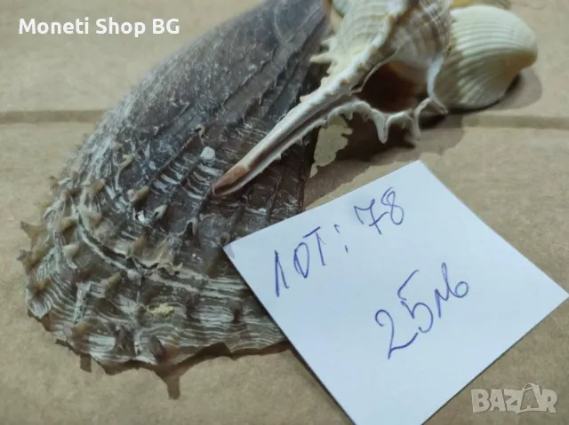 Океански дарове, снимка 4 - Други ценни предмети - 48933786
