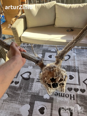 Рога и глава от елен, снимка 9 - Други животни - 51803017