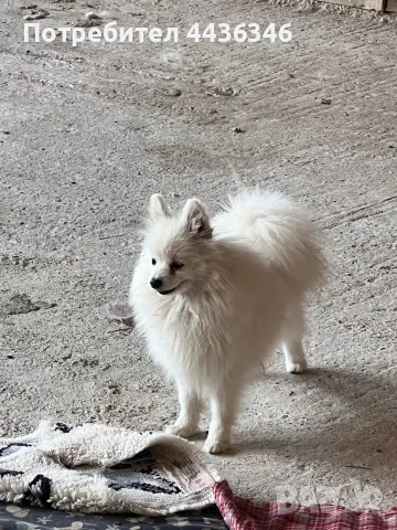 Померан мини шпиц, снимка 2 - Немски шпиц - 50417626