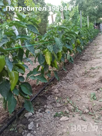 Продавам обработваемо място, снимка 11 - Земеделска земя - 48886187