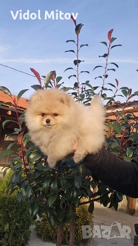 Мини Померан момче 