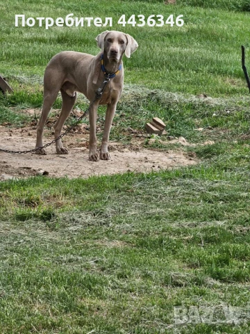 Ловно куче Weimaraner, снимка 1