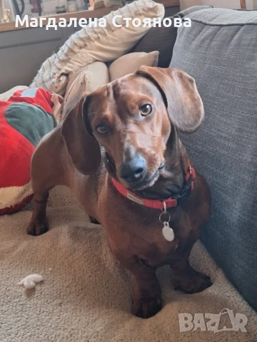 Мъжки дакел търси женска, снимка 1