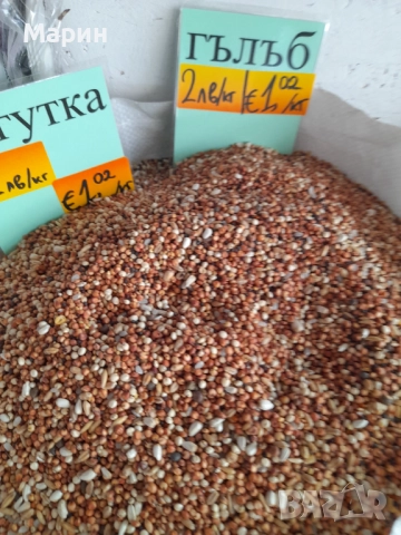 Смес Гълъби Гугутки