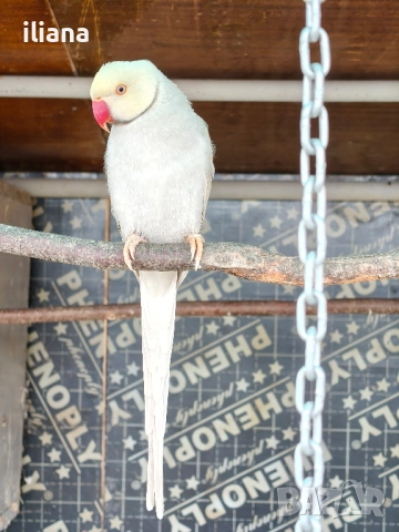 продавам различни видове папагали, снимка 11 - Папагали - 52450832